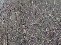 Bild: Gimpel-P&auml;rchen gesichtet