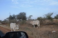 Bild: Von Nordhausen nach Gambia - die "Nordh&auml;user W&uuml;stenf&uuml;chse" unterwegs
