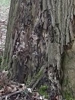 Bild: Auf die B&auml;ume - im Park Hohenrode