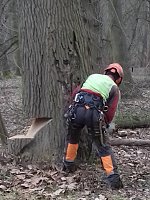 Bild: Auf die B&auml;ume - im Park Hohenrode