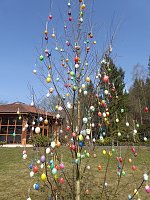 Bild: Osterbaum in S&uuml;lzhayn geschm&uuml;ckt