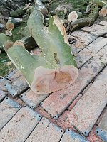Platane wurde gefällt Bild: Platane wurde gefällt