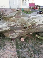 Platane wurde gefällt Bild: Platane wurde gefällt