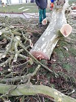 Platane wurde gefällt Bild: Platane wurde gefällt