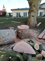 Platane wurde gefällt Bild: Platane wurde gefällt