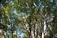 Bild: Herbst im gehege