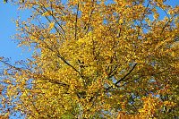 Bild: Herbst im gehege