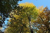 Bild: Herbst im gehege