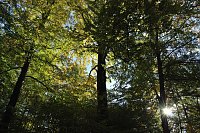 Bild: Herbst im gehege
