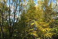 Bild: Herbst im gehege