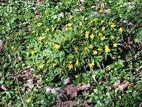Bild: Fr&uuml;hling im Park Hohenrode