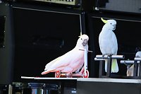 Bild: Autos und jede Menge Kultur