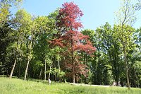Bild: Parkfest in Hohenrode