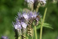 Mit wenig Mühe lassen sich Blühpflanzen ein ganzes Jahr über aussäten oder pflanzen. Hier ein Bienchen auf einer Phacelia. Bild: Mit wenig Mühe lassen sich Blühpflanzen ein ganzes Jahr über aussäten oder pflanzen. Hier ein Bienchen auf einer Phacelia.