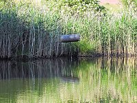 Bild: Natur pur bei am Neust&auml;dter Rosenteich