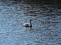Bild: Natur pur bei am Neust&auml;dter Rosenteich