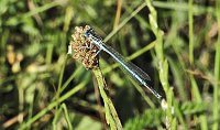 Bild: Natur pur bei am Neust&auml;dter Rosenteich