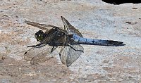 Bild: Natur pur bei am Neust&auml;dter Rosenteich