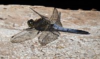 Bild: Natur pur bei am Neust&auml;dter Rosenteich