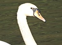 Bild: Natur pur bei am Neust&auml;dter Rosenteich