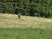 Bild: Natur pur bei am Neust&auml;dter Rosenteich