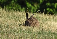 Bild: Natur pur bei am Neust&auml;dter Rosenteich