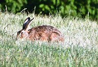 Bild: Natur pur bei am Neust&auml;dter Rosenteich