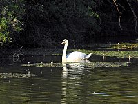 Bild: Natur pur bei am Neust&auml;dter Rosenteich