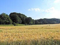 Bild: Natur pur bei am Neust&auml;dter Rosenteich