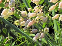 Bild: Natur pur bei am Neust&auml;dter Rosenteich
