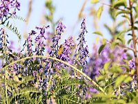 Bild: Natur pur bei am Neust&auml;dter Rosenteich