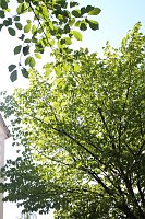 Bild: 50. Nordh&auml;user Rolandsfest - der Samstagnachmittag