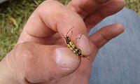 Bild: Gegen das Insektensterben