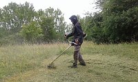 Bild: Gegen das Insektensterben