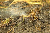 Böschungsbrand in Kleinfurra Bild: Böschungsbrand in Kleinfurra