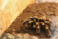 Bild: Spinnen- und Insektenschau in Sundhausen