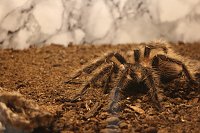 Bild: Spinnen- und Insektenschau in Sundhausen