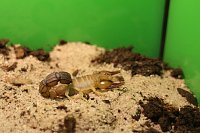 Bild: Spinnen- und Insektenschau in Sundhausen