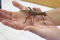 Bild: Spinnen- und Insektenschau in Sundhausen