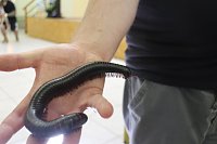 Bild: Spinnen- und Insektenschau in Sundhausen