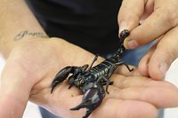Bild: Spinnen- und Insektenschau in Sundhausen