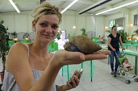 Bild: Spinnen- und Insektenschau in Sundhausen