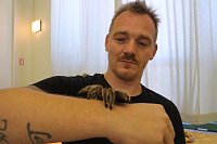 Bild: Spinnen- und Insektenschau in Sundhausen