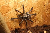 Bild: Spinnen- und Insektenschau in Sundhausen