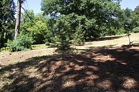 Bild: Noch gr&uuml;nt es im Park Hohenrode