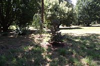 Bild: Noch gr&uuml;nt es im Park Hohenrode