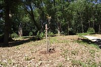 Bild: Noch gr&uuml;nt es im Park Hohenrode