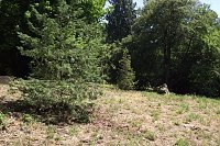 Bild: Noch gr&uuml;nt es im Park Hohenrode