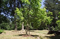 Bild: Noch gr&uuml;nt es im Park Hohenrode