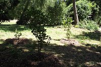 Bild: Noch gr&uuml;nt es im Park Hohenrode